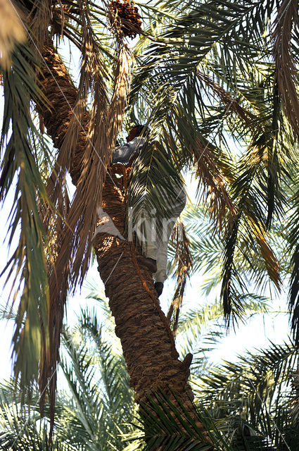 Date palm (Phoenix dactylifera)