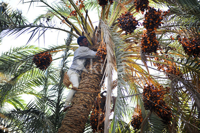 Date palm (Phoenix dactylifera)