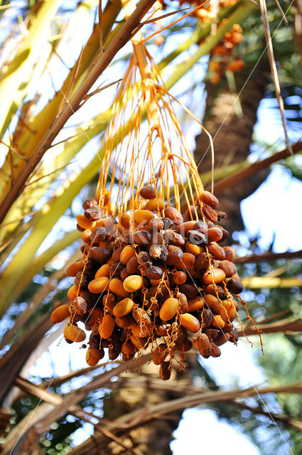 Date palm (Phoenix dactylifera)