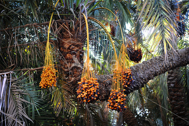 Date palm (Phoenix dactylifera)