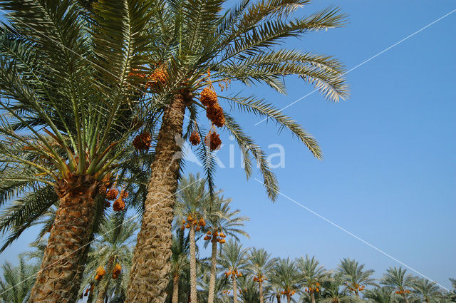 Dadelpalm