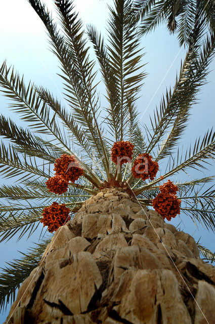 Date palm (Phoenix dactylifera)