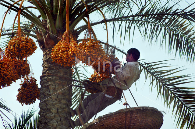 Date palm (Phoenix dactylifera)