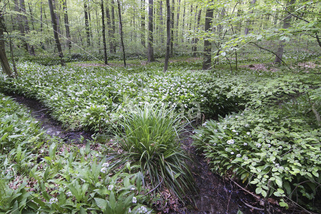 Ramsons (Allium ursinum)