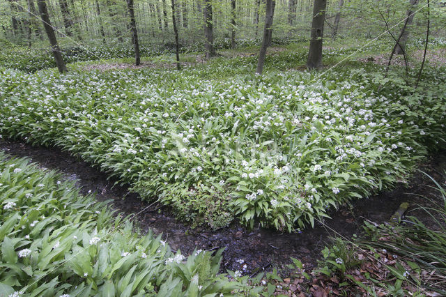 Daslook (Allium ursinum)