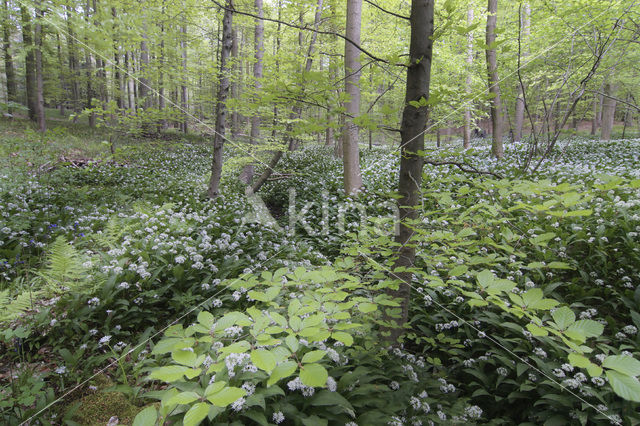 Ramsons (Allium ursinum)