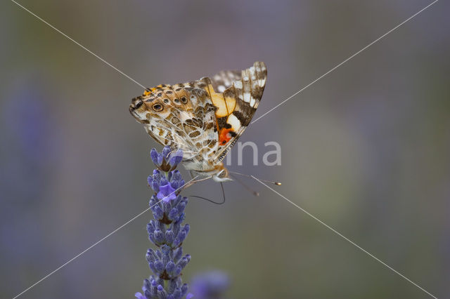 Distelvlinder (Vanessa cardui)