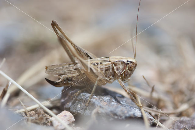 Dobbelsteensprinkhaan (Platycleis tessellata)