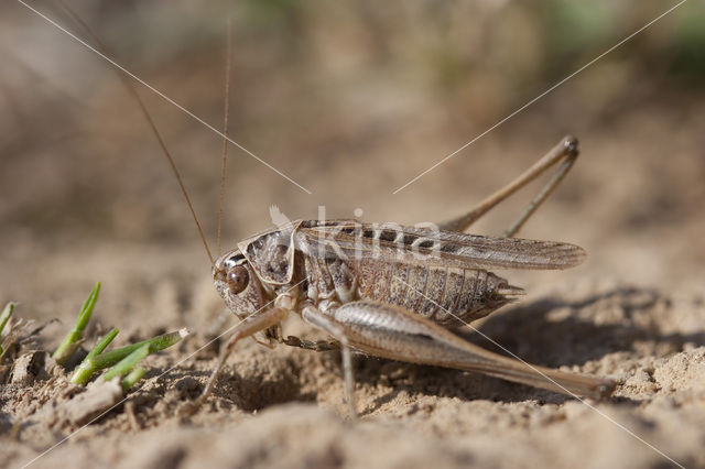 Brown-spotted Bush-cricket (Platycleis tessellata)
