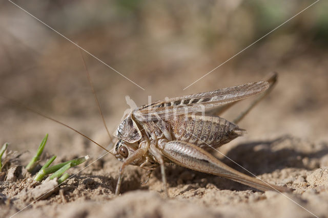 Dobbelsteensprinkhaan (Platycleis tessellata)