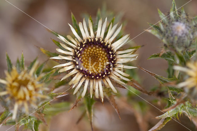 Carline Thistle (Carlina vulgaris)