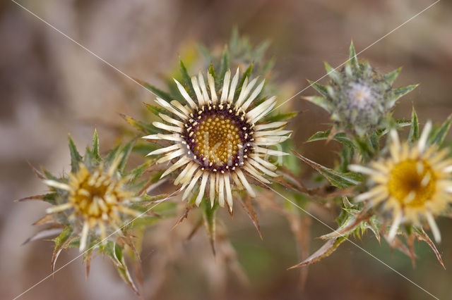 Driedistel (Carlina vulgaris)