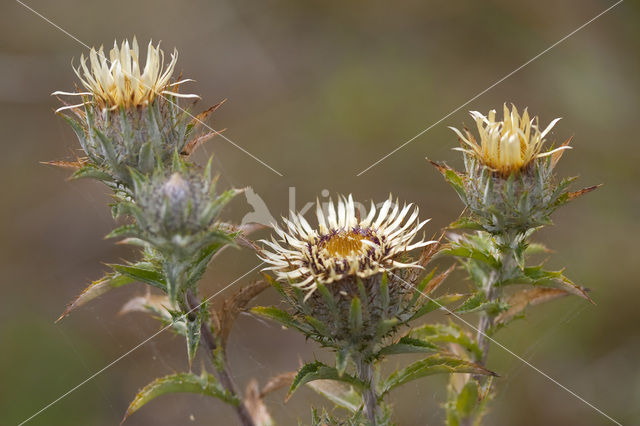 Carline Thistle (Carlina vulgaris)