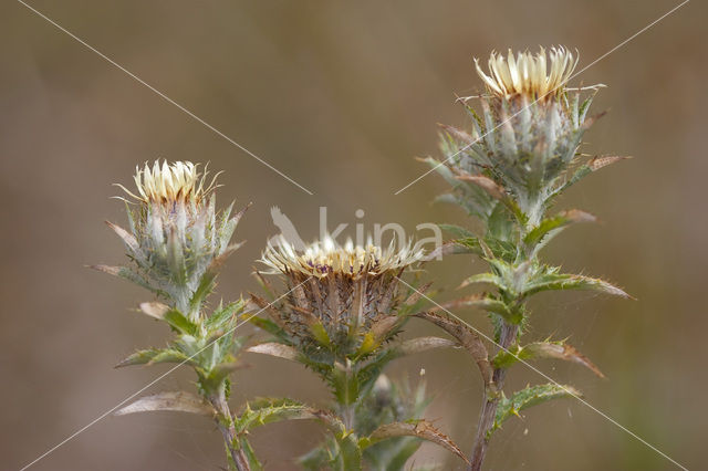 Carline Thistle (Carlina vulgaris)