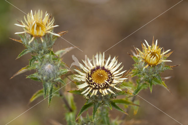 Carline Thistle (Carlina vulgaris)
