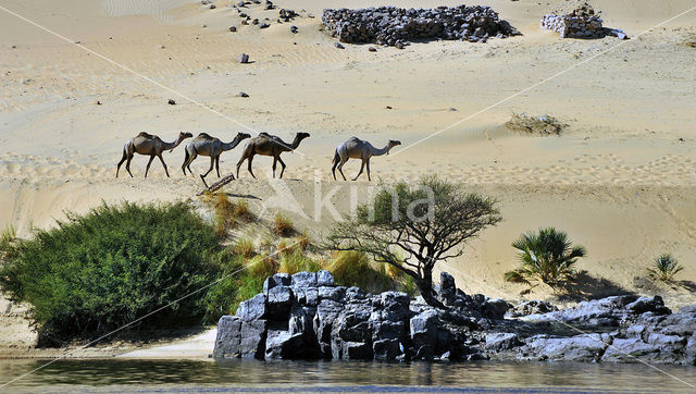 Dromedary (Camelus dromedarius)