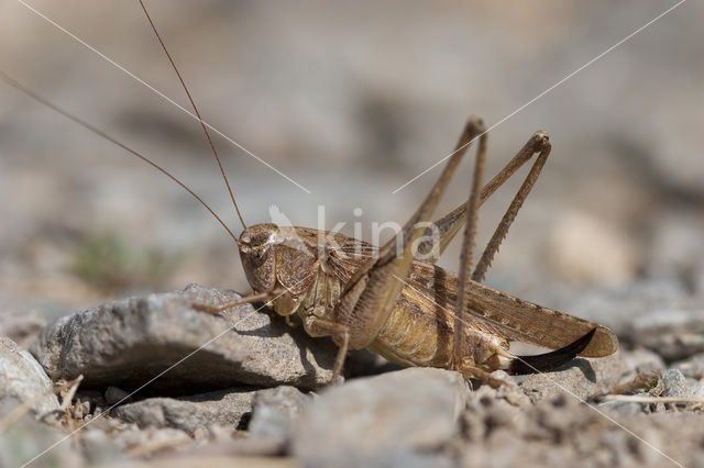 Duinsabelsprinkhaan (Platycleis albopunctata)