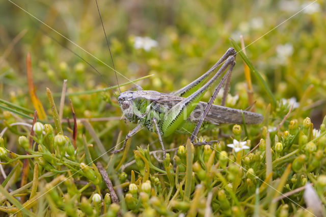 Duinsabelsprinkhaan (Platycleis albopunctata)