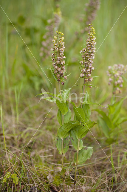 Broad-leaved Helleborine neerlandica (Epipactis helleborine subsp. neerlandica)