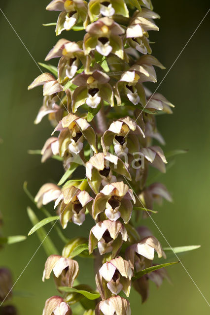 Duinwespenorchis (Epipactis helleborine subsp. neerlandica)