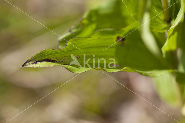Broad-leaved Helleborine neerlandica (Epipactis helleborine subsp. neerlandica)