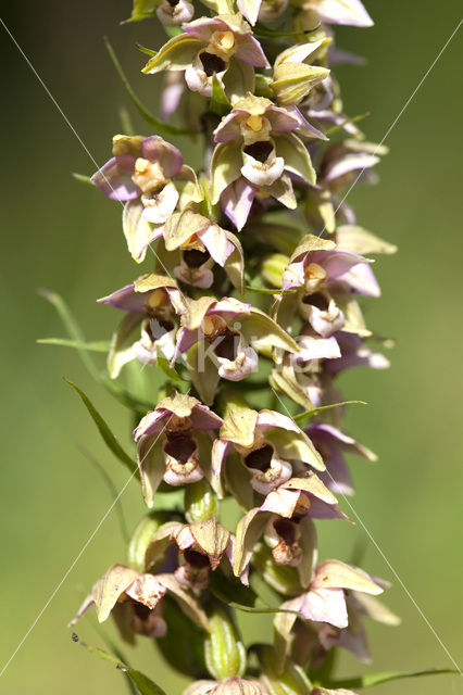 Broad-leaved Helleborine neerlandica (Epipactis helleborine subsp. neerlandica)