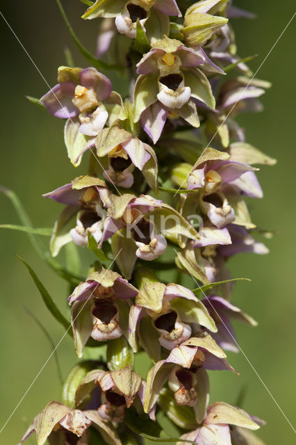 Broad-leaved Helleborine neerlandica (Epipactis helleborine subsp. neerlandica)