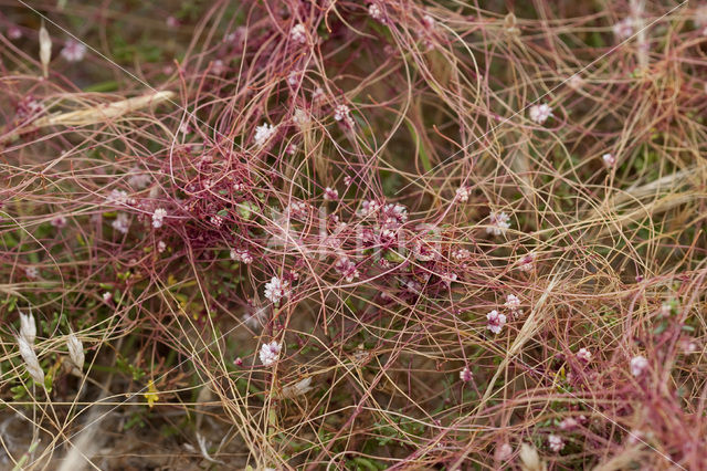 Common Dodder (Cuscuta epithymum)