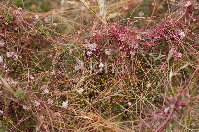 Common Dodder (Cuscuta epithymum)