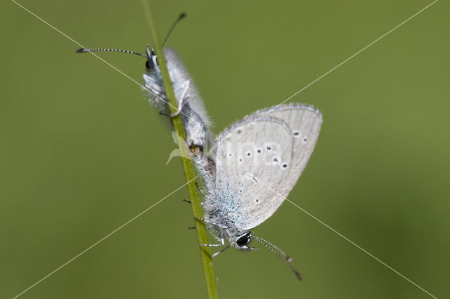 Small Blue (Cupido minimus)