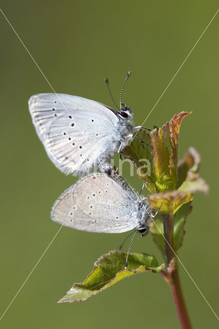 Small Blue (Cupido minimus)