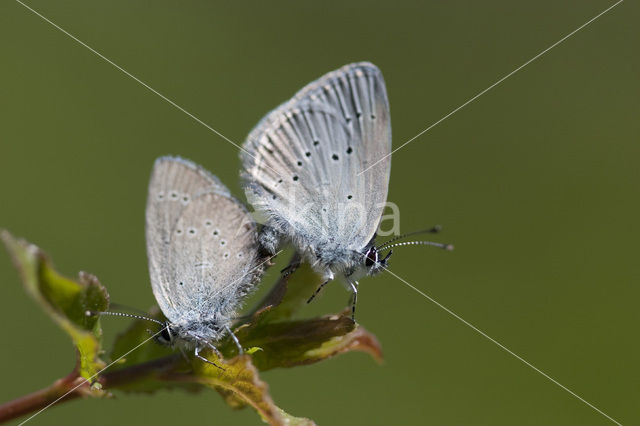 Small Blue (Cupido minimus)