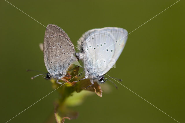 Small Blue (Cupido minimus)