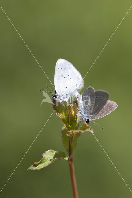 Small Blue (Cupido minimus)