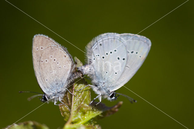 Dwergblauwtje (Cupido minimus)