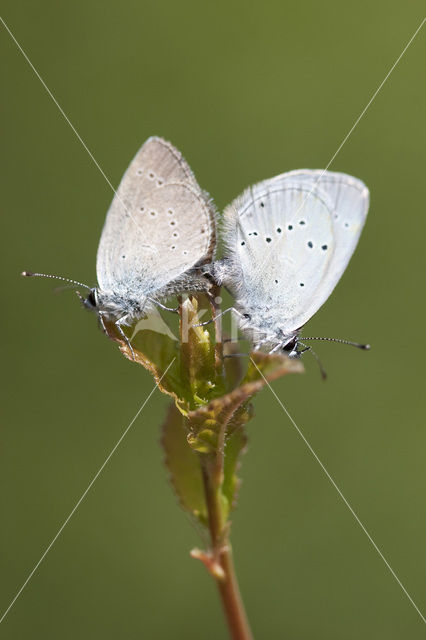 Dwergblauwtje (Cupido minimus)