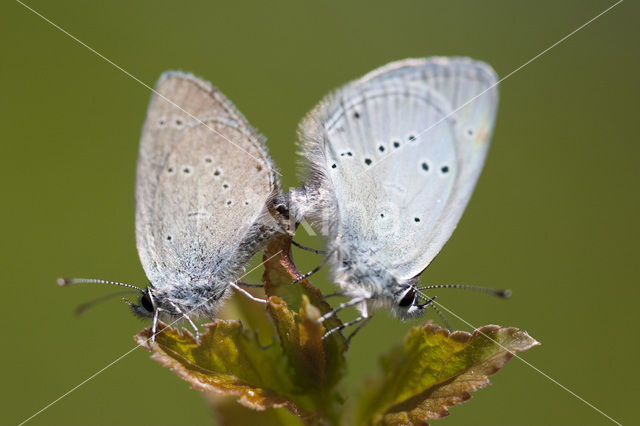 Small Blue (Cupido minimus)