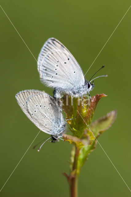 Small Blue (Cupido minimus)