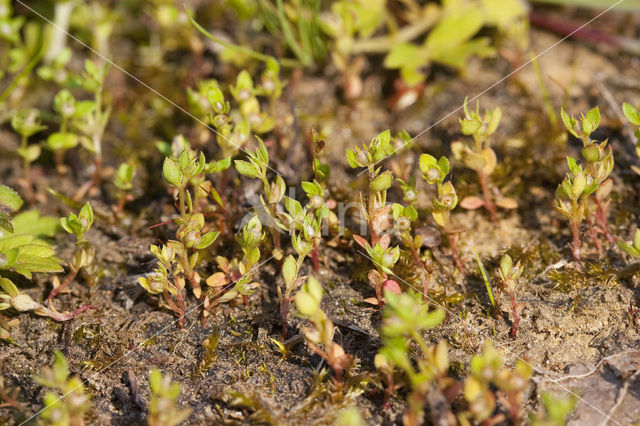 Chaffweed (Anagallis minima