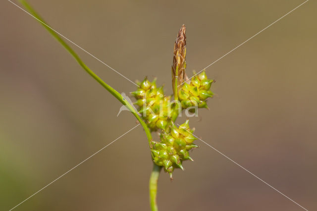 Common Yellow-sedge (Carex oederi subsp. oederi)