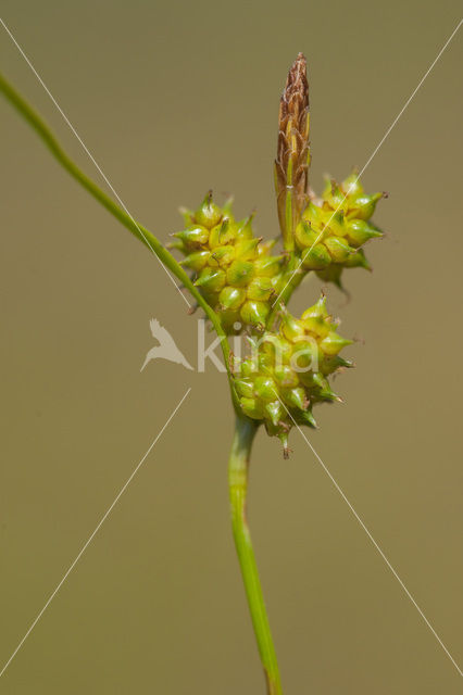 Common Yellow-sedge (Carex oederi subsp. oederi)