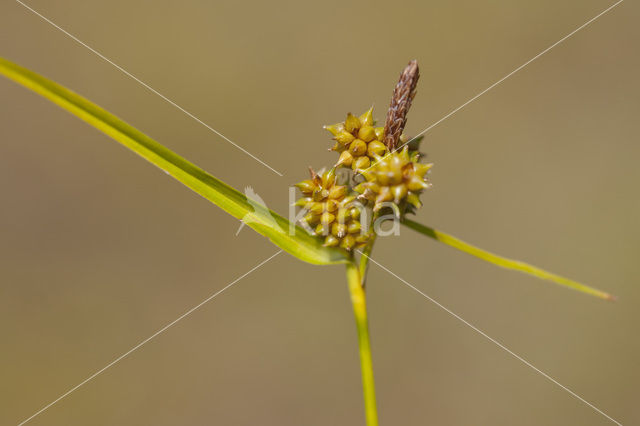 Common Yellow-sedge (Carex oederi subsp. oederi)