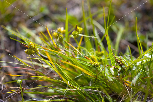Common Yellow-sedge (Carex oederi subsp. oederi)