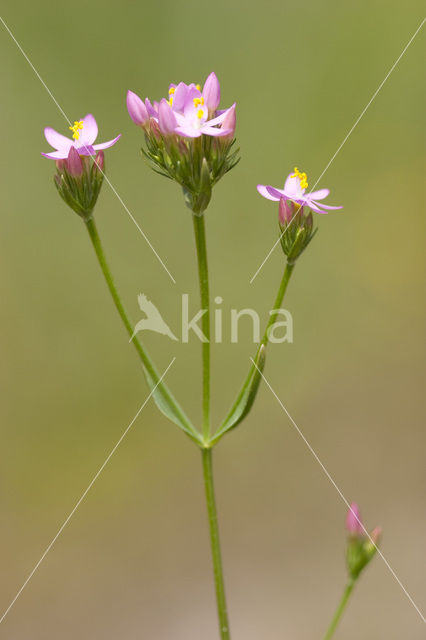 Echt duizendguldenkruid (Centaurium erythraea)