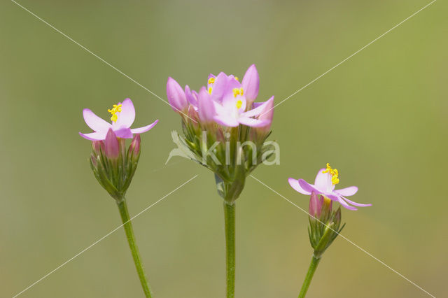 Echt duizendguldenkruid (Centaurium erythraea)