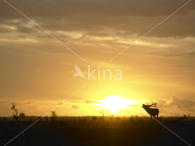 Red Deer (Cervus elaphus)