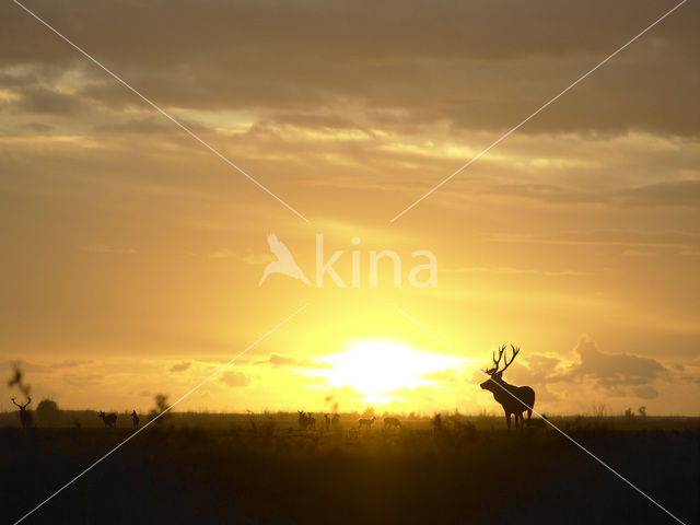 Red Deer (Cervus elaphus)