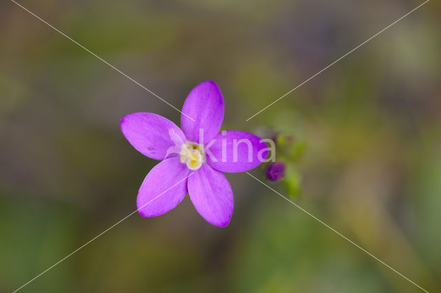 Fraai duizendguldenkruid (Centaurium pulchellum)