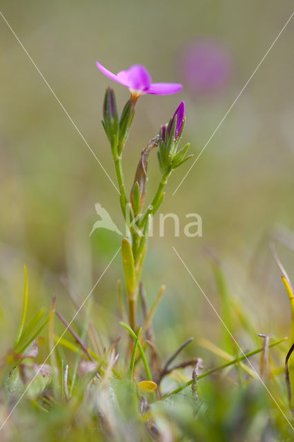 Lesser Centaury (Centaurium pulchellum)