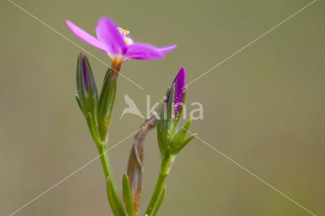 Fraai duizendguldenkruid (Centaurium pulchellum)